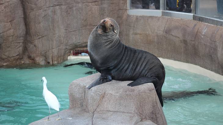 Cute sea lion and a white bird sitting on a rock, with water and more rocks around