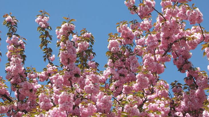 Beatiful cherry blossoms under a clear blue sky