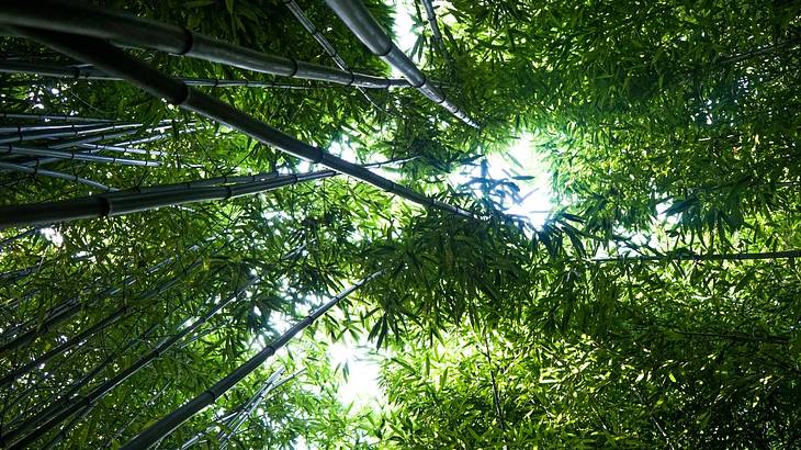 Lookup up at huge bamboo trees from below Lookup up at huge bamboo trees from below