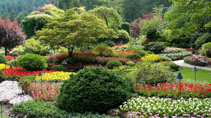 A variety of colorful plants and lush green trees