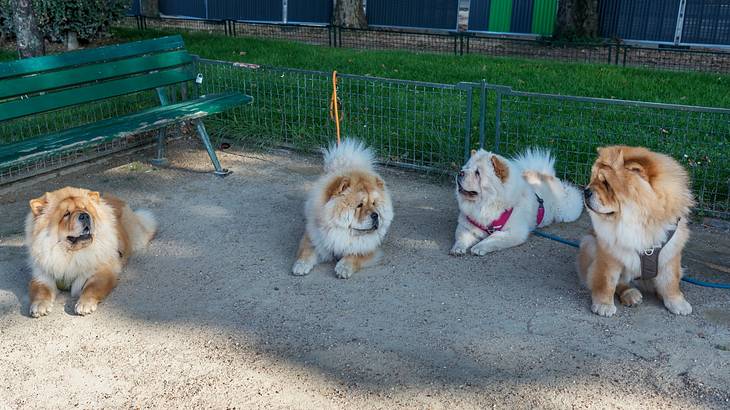 One of the fun facts about Paris, France is that is has more dogs than children