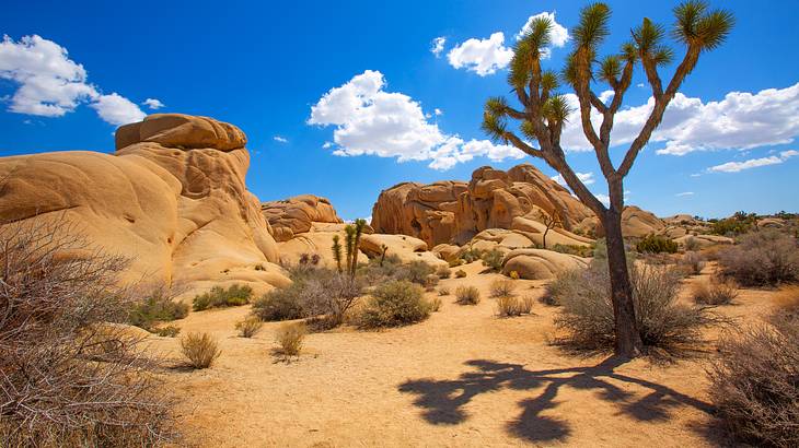 A tall tree surrounded by dry bushes and tall rocks in a desert on a nice day