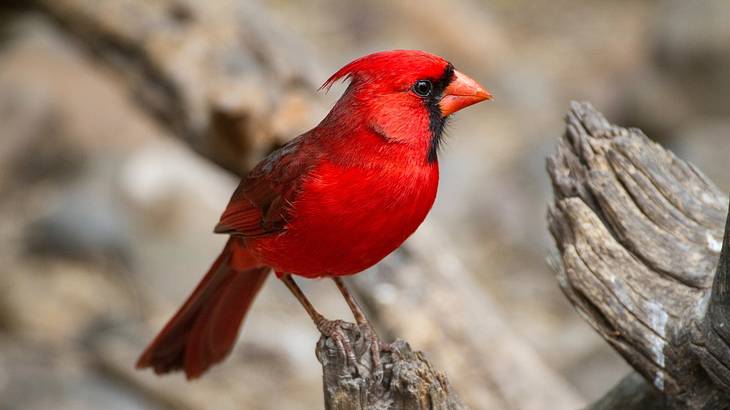 An up-close shot of a red bird on a tree branch
