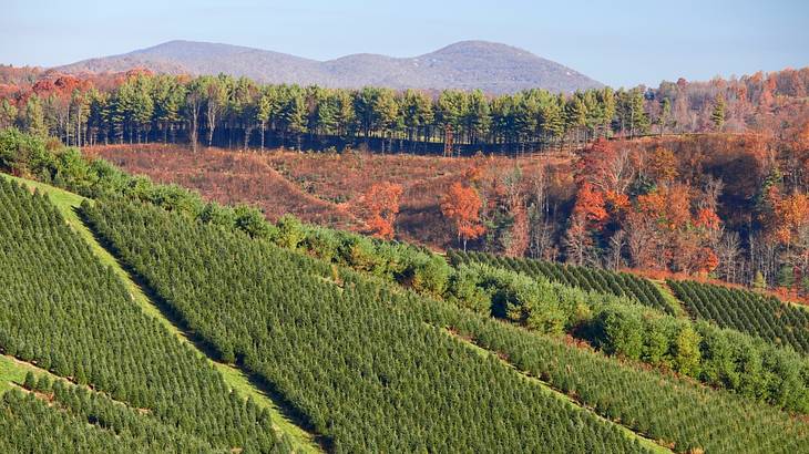 Christmas trees at a farm contrasting with autumn-colored trees Christmas trees at a farm contrasting with autumn-colored trees