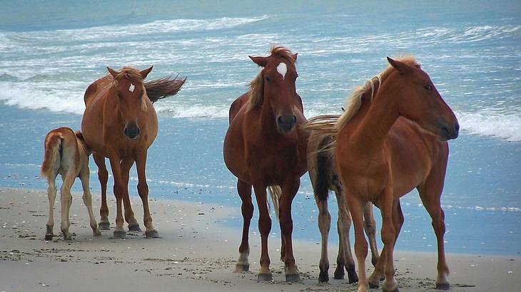 One of the fun facts about the Outer Banks is that it has wild horses on the beach