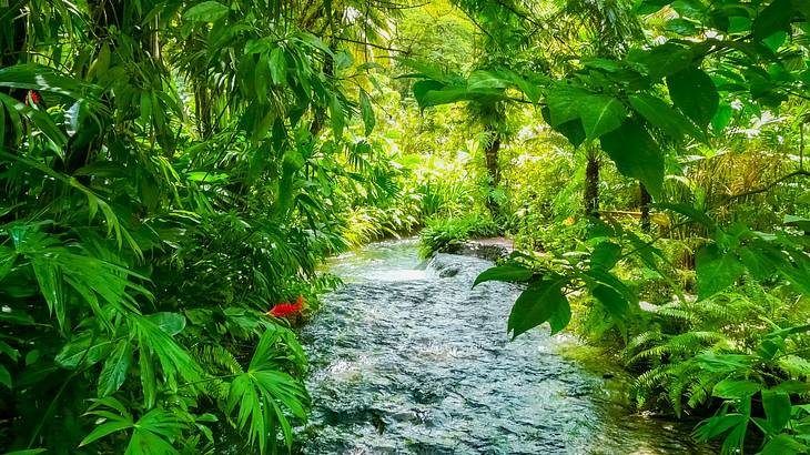 River running through a lush green tropical rainforest