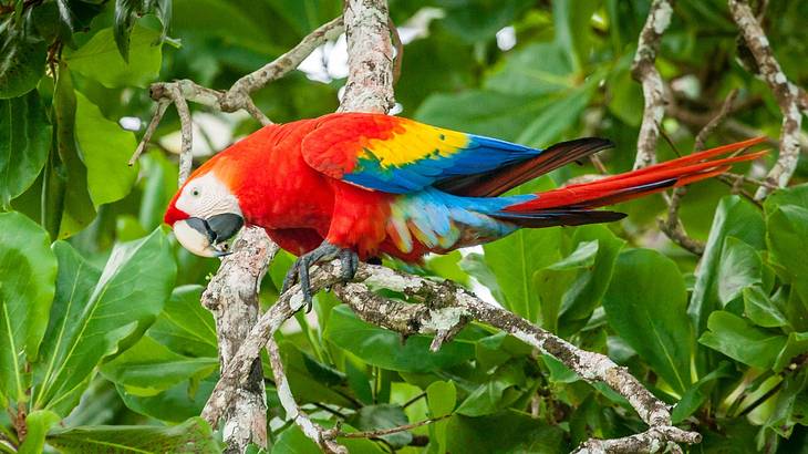 A colorful parrot sitting on a green leafy tree branch