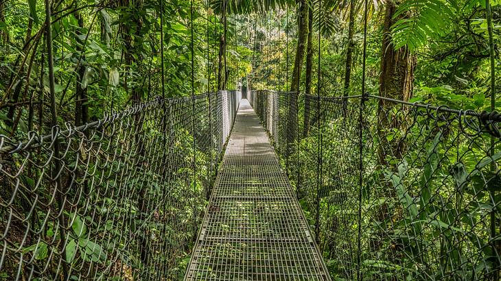 A hanging bridge passing through a lush green rainforest