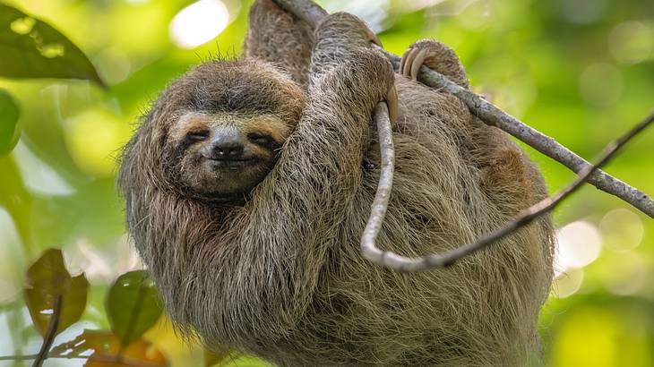 Light brown sloth hanging on a tree branch