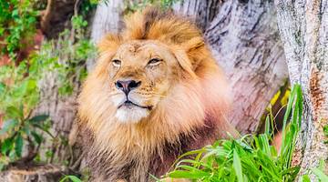 Brown lion sitting amongst tall grass and in front of tree stumps