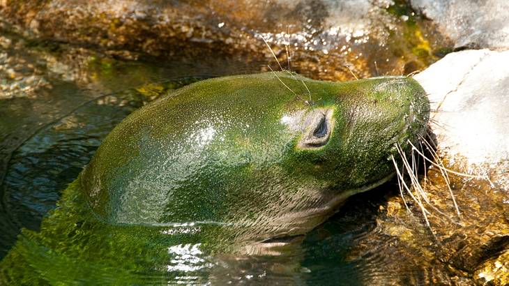 Close up shot of a monk seal resting its head on a rock while in water