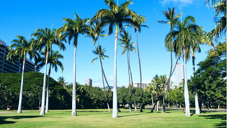 Tall palm trees lining a green lawn with buildings behind under a clear blue sky