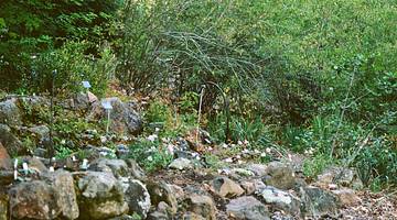 A botanical garden on a slope with plants and rocks