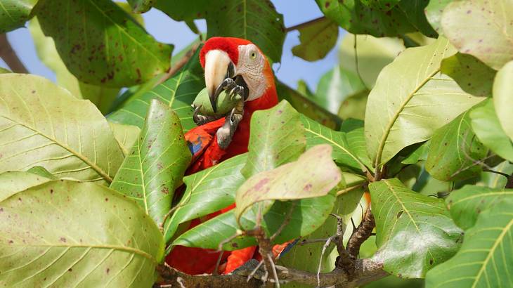A red and white parrot hiding among the green leaves of a tree