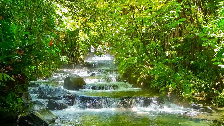 A boulder in a multi-leveled stream that runs through a lush green rainforest A boulder in a multi-leveled stream that runs through a lush green rainforest
