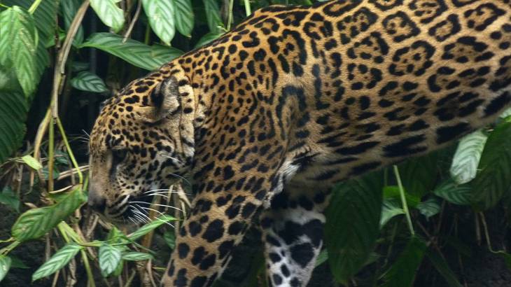 Closeup of a wild spotted jaguar surrounded by green tropical leaves