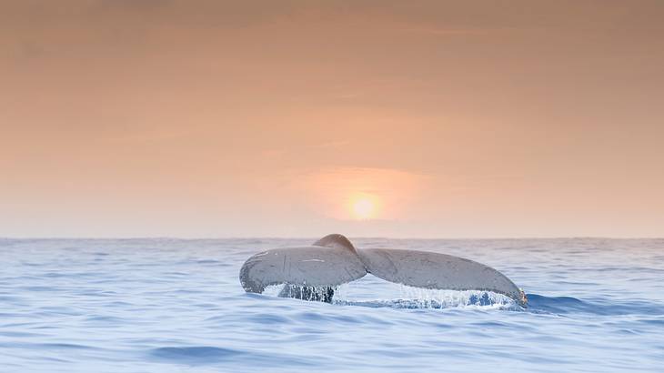 Fluke of a humpback whale above the water during sunset
