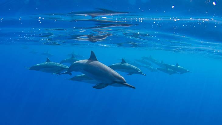 A pod of dolphins swimming in blue shallow waters A pod of dolphins swimming in blue shallow waters