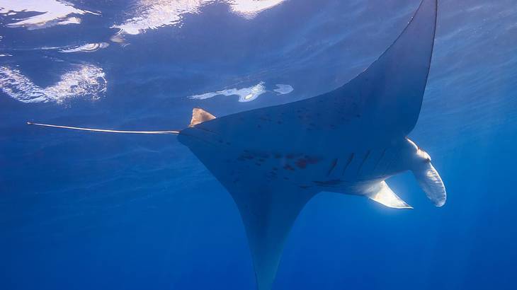 A manta ray from below in the blue ocean