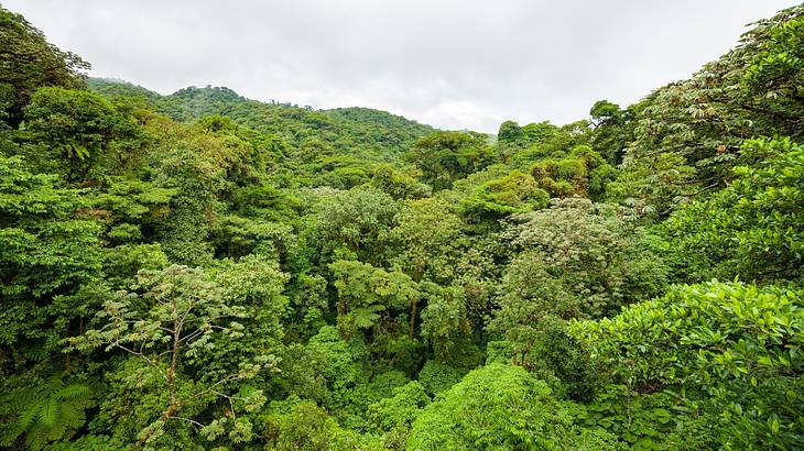 Aerial of a luscious green rainforest canopy on a grey day