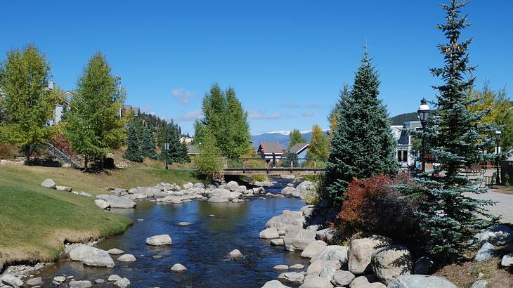 Pine trees on both sides of a rocky river on a sunny day Pine trees on both sides of a rocky river on a sunny day