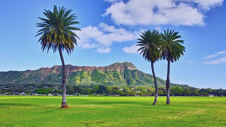 Palm trees on a green lawn with a volcano in the background on a sunny day
