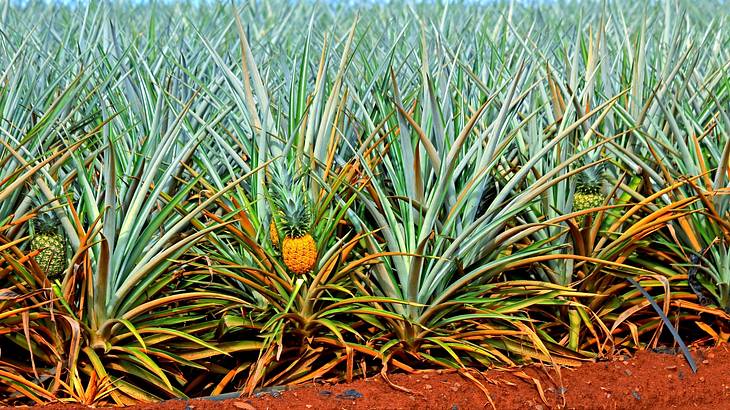 Pineapple field with fruit growing in a reddish soil Pineapple field with fruit growing in a reddish soil
