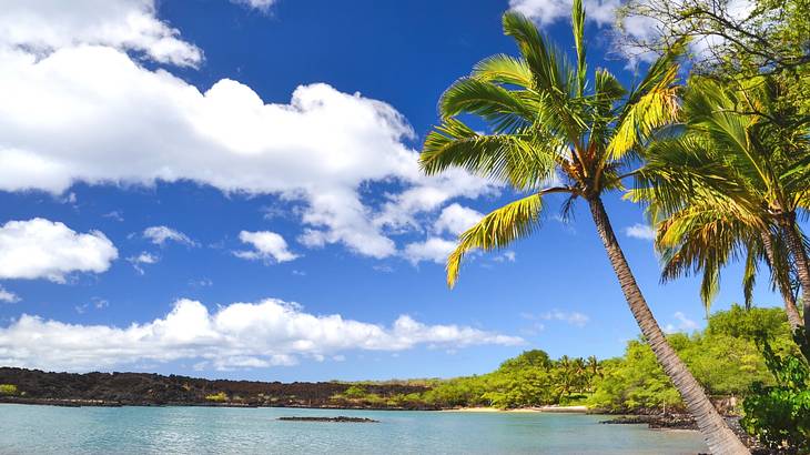 Lush green palm trees on the right hanging over blue water Lush green palm trees on the right hanging over blue water