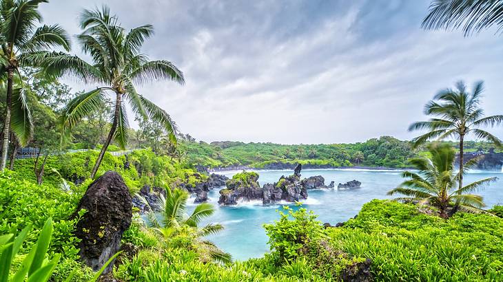 Looking out through lush greenery and palm trees onto a pristine blue coastline