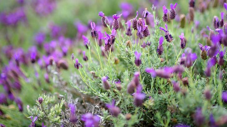 Close up picture of blooming lavender