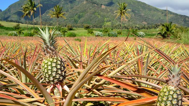 A picture of pineapple fields, with a mountain and palm trees at the back