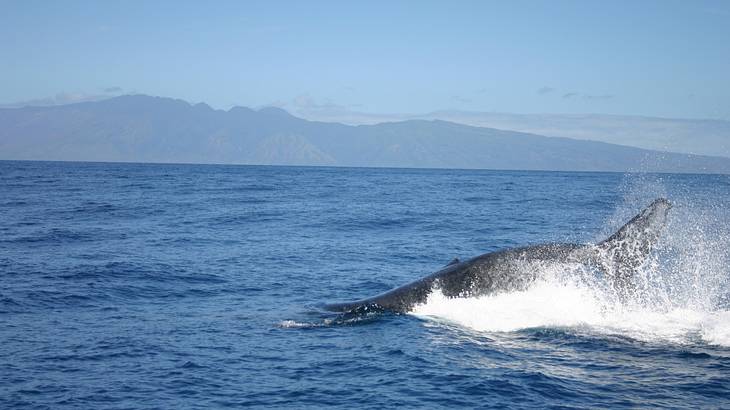 A close shot of a humpback whale's tail out of the water with mountains in the back