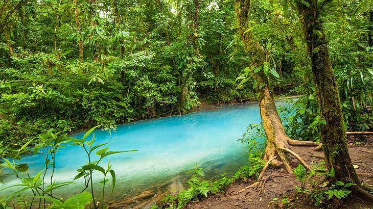 Turquoise blue river running through a rainforest with lush greenery
