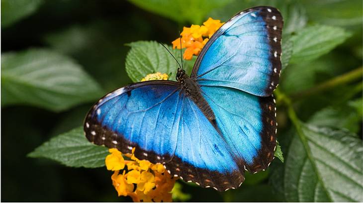 Blue and black colored butterfly sitting in a yellow flower with green leaves