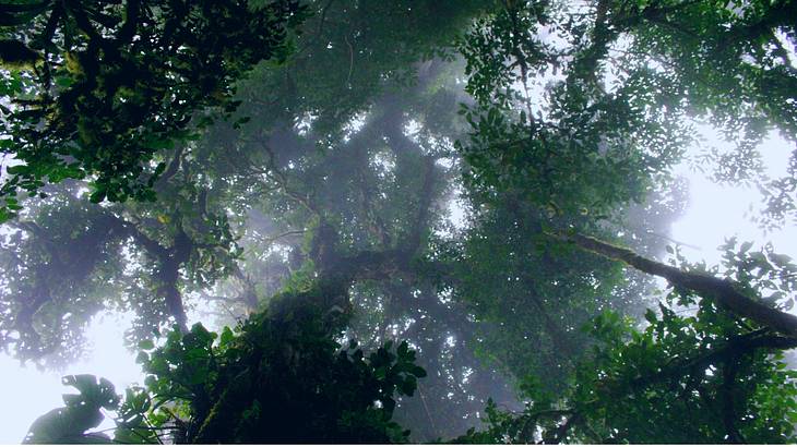 A misty rainforest with tall trees seen from the ground