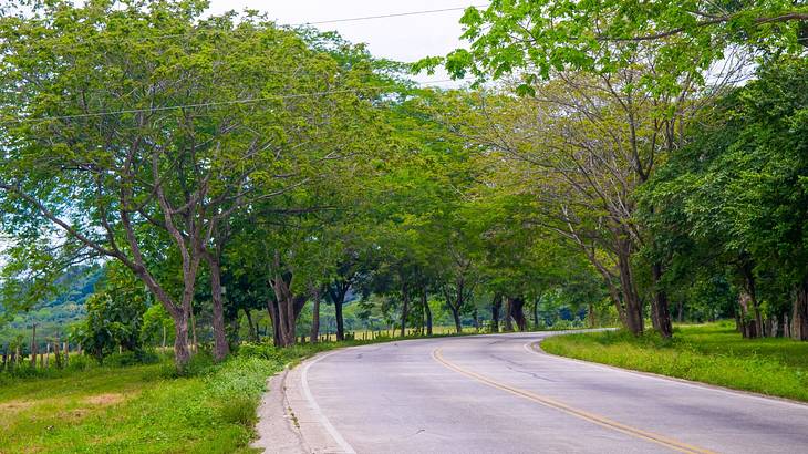 Countryside view with trees lined up along a paved road
