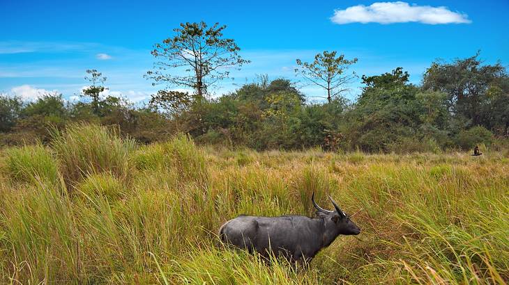 A black buffalo hanging out in tall grass with trees at the back