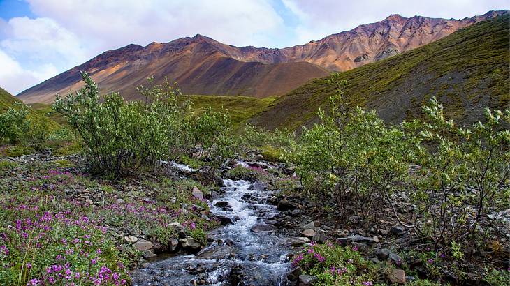 Water flowing over rocks between flowers and plants with a view of the mountains