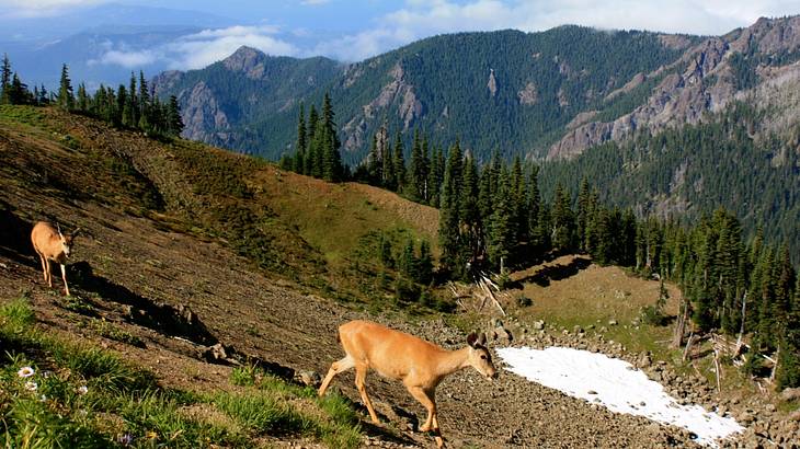 Deer roaming around a tree-laden ridge with a view of mountains in the back