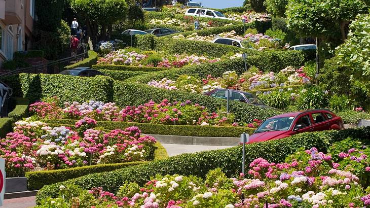 Cars driving down a steep street with plants and colorful flowers around