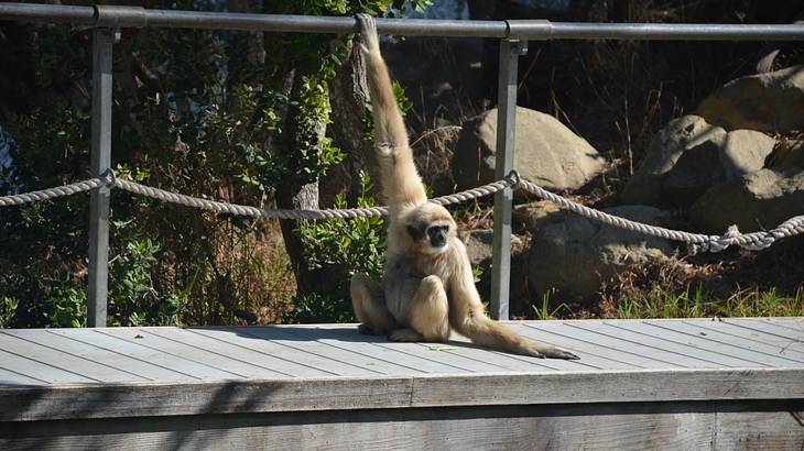 A white monkey with long arms sitting on a wooden bridge A white monkey with long arms sitting on a wooden bridge