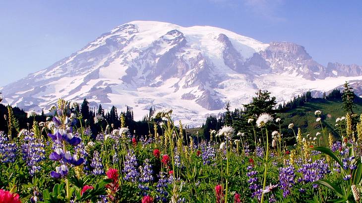 Flowers in a meadow at the foot of a snow-covered volcano peak