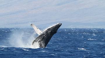 Water splashing as a whale breaches in the ocean