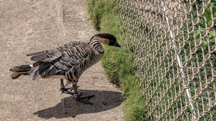 Black and brown goose looking through a metal fence