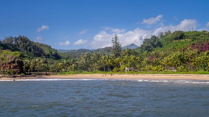 Panoramic view of a lush tropical garden along a sandy beach