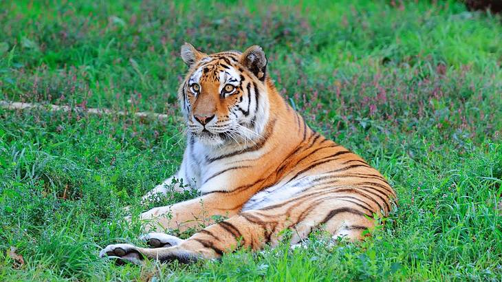 Tiger resting on a green lawn