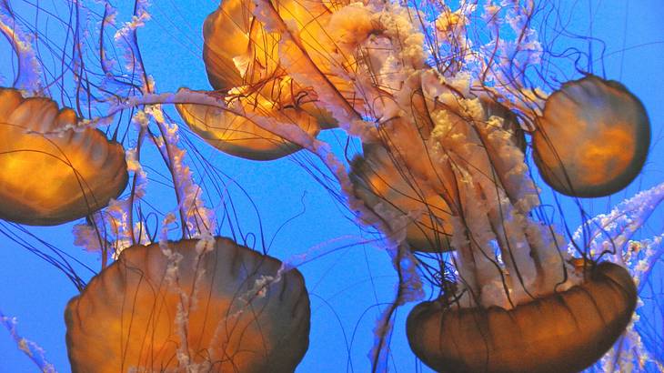 Jellyfish swimming in water at an aquarium