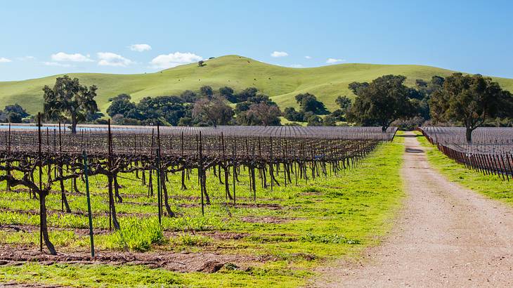 Wine tasting is one of the fun things to do on the Central Coast of California Wine tasting is one of the fun things to do on the Central Coast of California