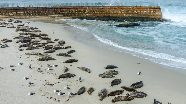 Aerial of waves crashing on a sandy shore with sea lions resting on it