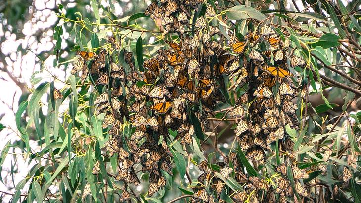 A cluster of orange and black monarch butterflies on a Eucalyptus tree